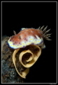   Chromodoris laying eggs... eggs  